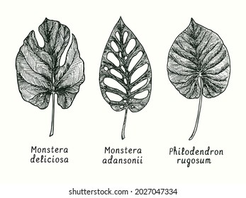 Monstera deliciosa, Monstera adansonii (Swiss cheese plant) and  Philodendron rugosum leaf. Ink black and white doodle drawing in woodcut style.