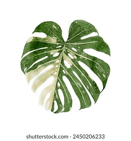 Hojas de Monstera Deliciosa Albo Variegata, planta tropical sobre un fondo blanco aislado, acuarela dibujada a mano ilustración