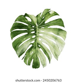 Monstera Deliciosa Albo Variegata leaves, tropical plant on an isolated white background, watercolor hand drawn illustration