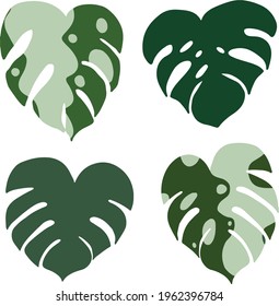 Monstera deliciosa albo vector split leaf plant