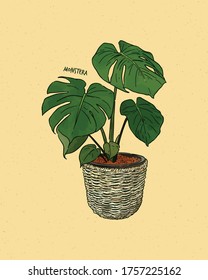 Monstera Deliciosa, Also Known As The Swiss Cheese Plant, Hand Draw Sketch Vector.