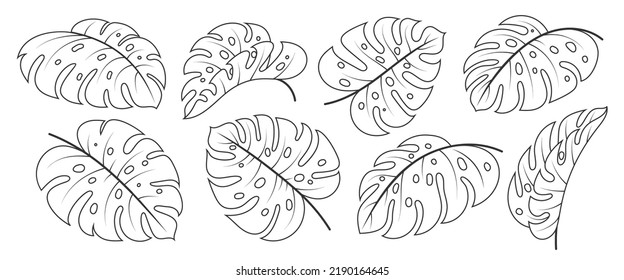 Juego de iconos de la línea negra de la hoja de Monstera Deliciosa. Rama tropical de planta exótica. Elemento de diseño vectorial de moda dibujado a mano con recortes florales de doodle. Esbozar follaje filodendrón. Hojas solteras en blanco