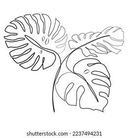 Hoja de Monstera Deliciosa. Contemplar el dibujo continuo de las hojas tropicales sobre un fondo blanco. Línea de arte de una planta exótica.