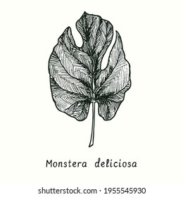 Monstera deliciosa leaf. Ink black and white doodle drawing in woodcut style.