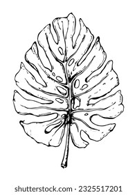 Monstera Deliciosa leaf sketch. Hand drawn tropical monstera leaf. Exotic home plant. Isolated plant contour for backgrounds,greeting cards, flyers, stickers, textile, web, rubber stamps, scrapbooking