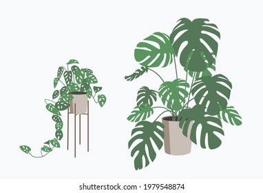 Monstera Deliciosa and Monkey Mask plants in a flower pot isolated. Tropical plant for interior decor of home or office. Vector illustration