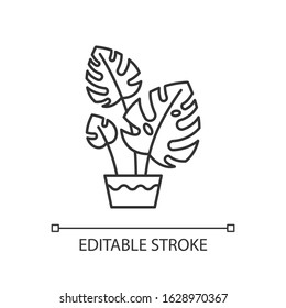 Monstera deliciosa pixel perfect linear icon. Swiss cheese plant. Philodendron with split leaves. Thin line customizable illustration. Contour symbol. Vector isolated outline drawing. Editable stroke