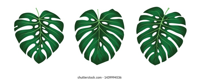 Monstera Deliciosa plant leaf from tropical forests isolated on white background. Can be used for greeting cards, flyers, invitations, web design, to everything. File has clipping path.