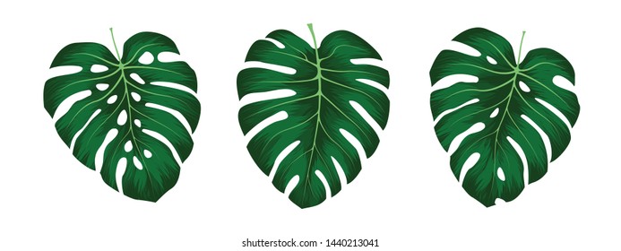 Monstera Deliciosa plant leaf from tropical forests isolated on white background. Can be used for greeting cards, flyers, invitations, web design, to everything. File has clipping path.