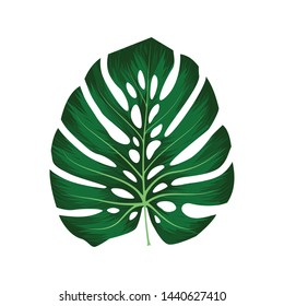 Monstera Deliciosa plant leaf from tropical forests isolated on white background. Can be used for greeting cards, flyers, invitations, web design, to everything. File has clipping path.