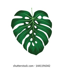 Monstera Deliciosa plant leaf from tropical forests isolated on white background. Can be used for greeting cards, flyers, invitations, web design, to everything. File has clipping path.