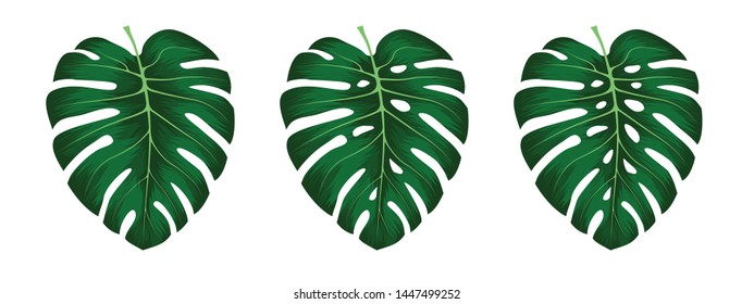 Monstera Deliciosa plant leaf from tropical forests isolated on white background. Can be used for greeting cards, flyers, invitations, web design, to everything. File has clipping path.