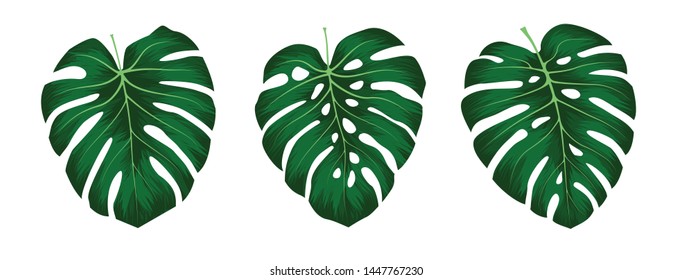 Monstera Deliciosa plant leaf from tropical forests isolated on white background. Can be used for greeting cards, flyers, invitations, web design, to everything. File has clipping path.