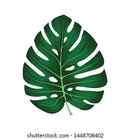 Monstera Deliciosa plant leaf from tropical forests isolated on white background. Can be used for greeting cards, flyers, invitations, web design, to everything. File has clipping path.
