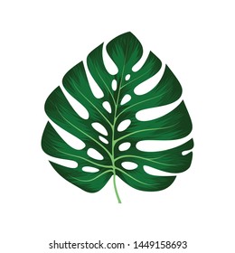 Monstera Deliciosa plant leaf from tropical forests isolated on white background. Can be used for greeting cards, flyers, invitations, web design, to everything. File has clipping path.