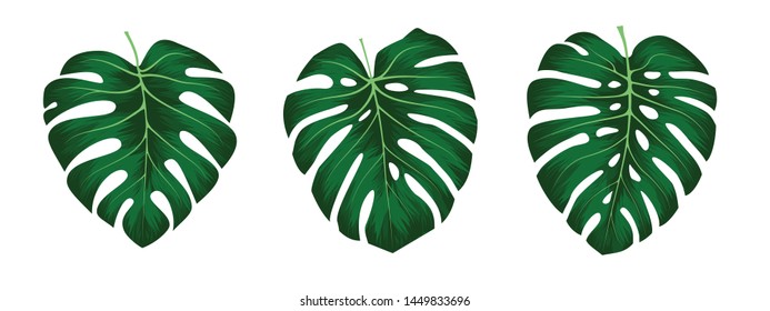 Monstera Deliciosa plant leaf from tropical forests isolated on white background. Can be used for greeting cards, flyers, invitations, web design. File has clipping path.