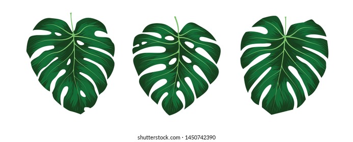 Monstera Deliciosa plant leaf from tropical forests isolated on white background. Can be used for greeting cards, flyers, invitations, web design, to everything. File has clipping path.