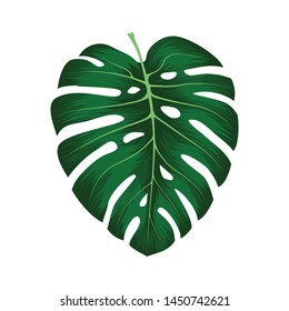 Monstera Deliciosa plant leaf from tropical forests isolated on white background. Can be used for greeting cards, flyers, invitations, web design, to everything. File has clipping path.