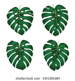 Monstera Deliciosa plant leaf from tropical forests isolated on white background. Can be used for greeting cards, flyers, invitations, web design, to everything. File has clipping path.
