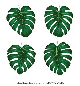 Monstera Deliciosa plant leaf from tropical forests isolated on white background. Can be used for greeting cards, flyers, invitations, web design, to everything. File has clipping path.