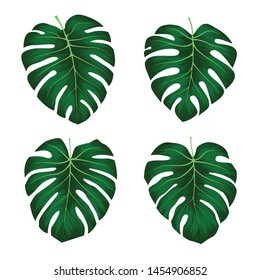 Monstera Deliciosa plant leaf from tropical forests isolated on white background. Can be used for greeting cards, flyers, invitations, web design, to everything. File has clipping path.