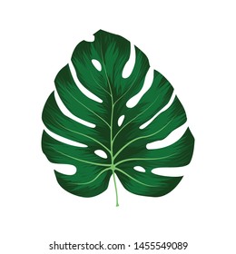 Monstera Deliciosa plant leaf from tropical forests isolated on white background. Can be used for greeting cards, flyers, invitations, web design, to everything. File has clipping path.