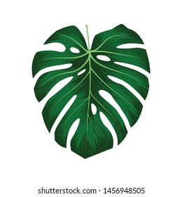 Monstera Deliciosa plant leaf from tropical forests isolated on white background. Can be used for greeting cards, flyers, invitations, web design, to everything. File has clipping path.