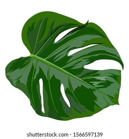 Monstera Deliciosa plant leaf from tropical forests isolated on white background. Vector illustration.