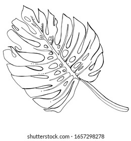 Monstera Deliciosa plant leaf from tropical forests isolated on white background. Can be used for greeting cards, flyers, invitations, web design, to everything. File has clipping path.