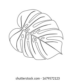 Monstera Deliciosa plant leaf from tropical forests isolated. Vector for greeting cards, flyers, invitations, web design