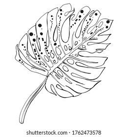 Monstera Deliciosa plant leaf from tropical forests isolated on white background. Can be used for greeting cards, flyers, invitations, web design, to everything. File has clipping path.