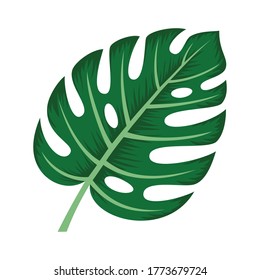monstera deliciosa plant leaf from tropical forests isolated on white background, can be used for greeting cards, invitations, web design, to everything