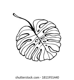 Monstera Deliciosa plant leaf from tropical forests isolated on white background. Can be used for greeting cards, flyers, invitations, web design, graphic design to everything. 