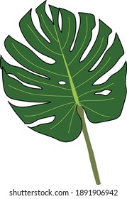 Monstera Deliciosa plant leaf from tropical forests isolated on white background. Can be used for greeting cards, flyers, invitations, web design, to everything. vector illustration isolated.EPS 10.