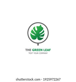 Monstera Deliciosa plant leaf from tropical forests isolated on white background. Can be used for greeting cards, flyers, invitations, web design, to everything. File has clipping path.