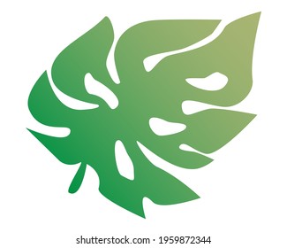 Monstera Deliciosa plant leaf from tropical forests isolated on white background.
