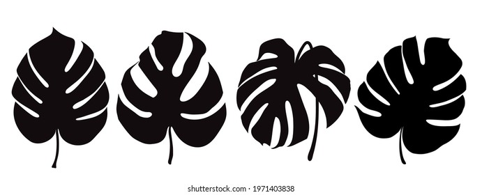 Monstera Deliciosa plant leaf from tropical forests isolated. Vector for greeting cards, flyers, invitations, web design