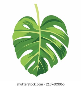 Monstera Deliciosa plant leaf from tropical forests isolated on white background. Can be used for greeting cards, flyers, invitations, web design, to everything. File has clipping path.