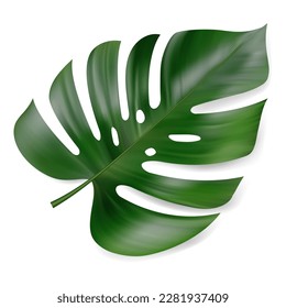 Monstera Deliciosa plant leaf from tropical forests isolated on white background