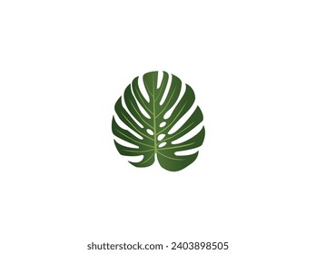 Monstera Deliciosa plant leaf from tropical forests isolated on white background. Exotic leaf of rare variegated tropical. Can be used for greeting cards, flyers, web design, to everything. 