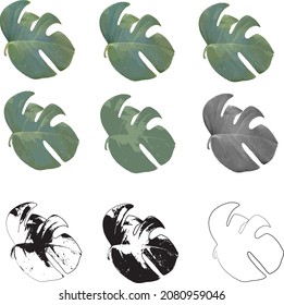 Monstera Deliciosa plant leaf vector