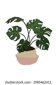 Monstera Deliciosa plant leaves fit for interior decoration. Swiss Cheese plant. Tropical jungle, botanical nature. Spring and summer time. Homeplant. Vector illustration.