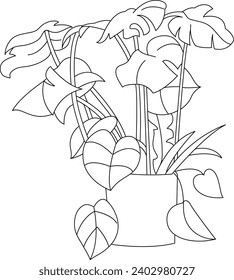 Monstera deliciosa plant on pot black and white vector line art illustration