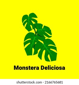 Monstera deliciosa vector vegetal como diseño decorativo de elementos vegetales