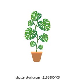 Monstera Deliciosa plant in white platic pot with isolated white background