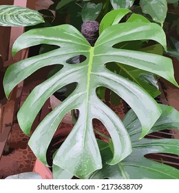 Monstera Deliciosa en una olla