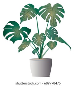  Monstera deliciosa with pot