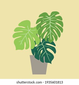 Monstera deliciosa, the Swiss cheese plant, a popular decorative house plant native to tropical rainforest. Vector illustration.