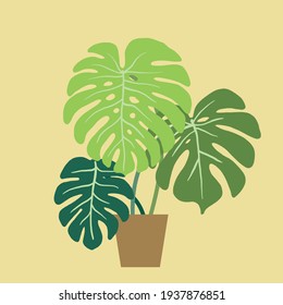 Monstera deliciosa, the Swiss cheese plant, a popular decorative house plant native to tropical rainforest. Vector illustration.