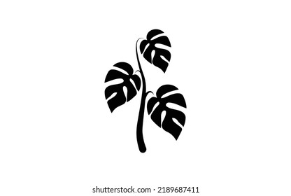 Monstera deliciosa o planta de queso suizo hojas de silueta. Silueta de hojas de monstera tropical sobre fondo blanco